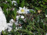 trekking alle tre cime (32/88)